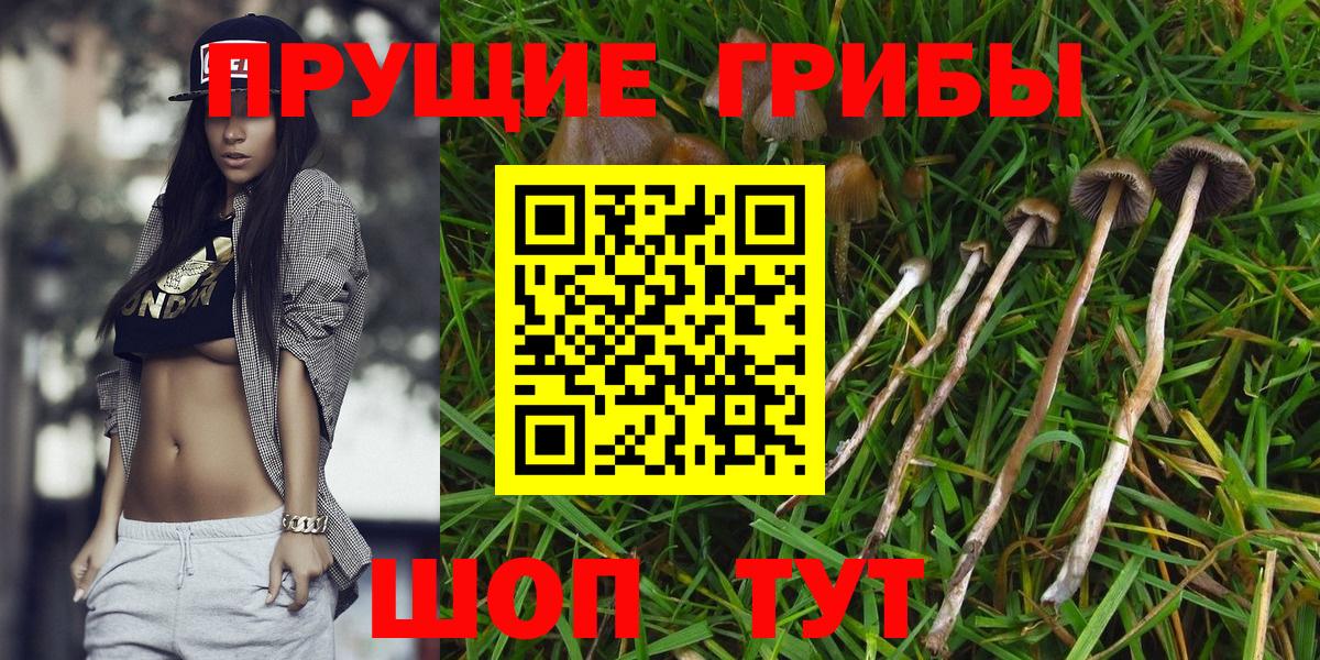 Псилоцибиновые грибы GOLDEN TEACHER  Галлюциногенные грибы GOLDEN TEACHER  даркнет сайт  Калининград  Вход с VPN 
